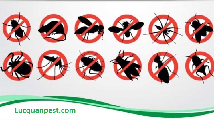 diệt côn trùng trường học, bệnh viện