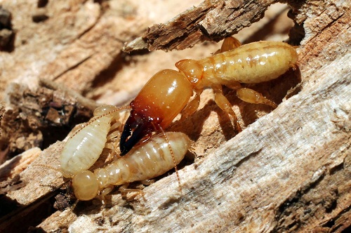 diệt mối tận gốc