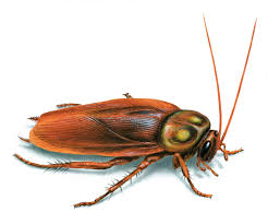 Gián Đức