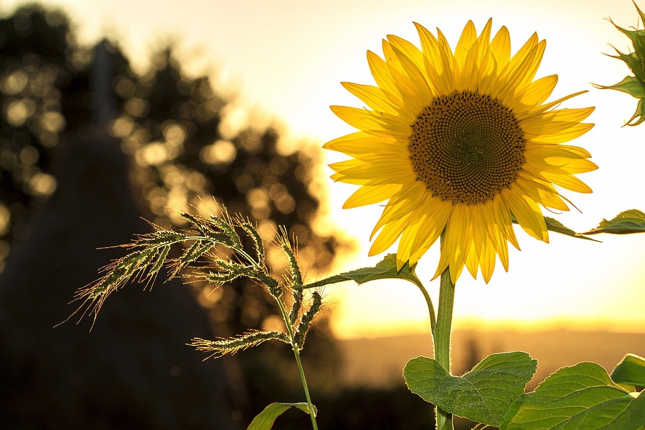 Hình nền hoa hướng dương giữa bầu trời đêm đầy sao hinhnen hinhanh  anhdep hinhnendienthoai hinh  Girasoles fondos de Fondos de pantalla  girasoles Girasoles