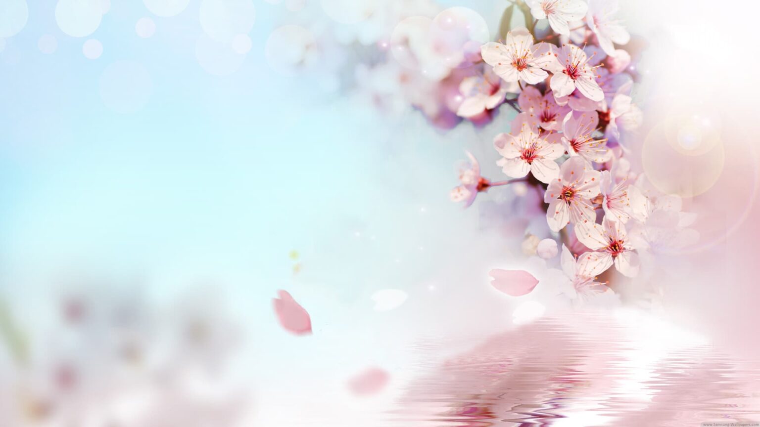 Hình nền hoa anh đào 4K | Flower background wallpaper, Flowery wallpaper,  Flower phone wallpaper