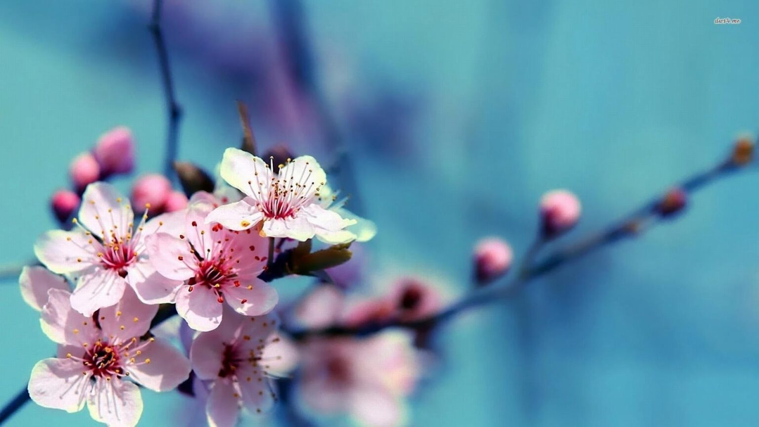 Hình ảnh, hình nền hoa đào tuyệt đẹp ngày tết | VFO.VN