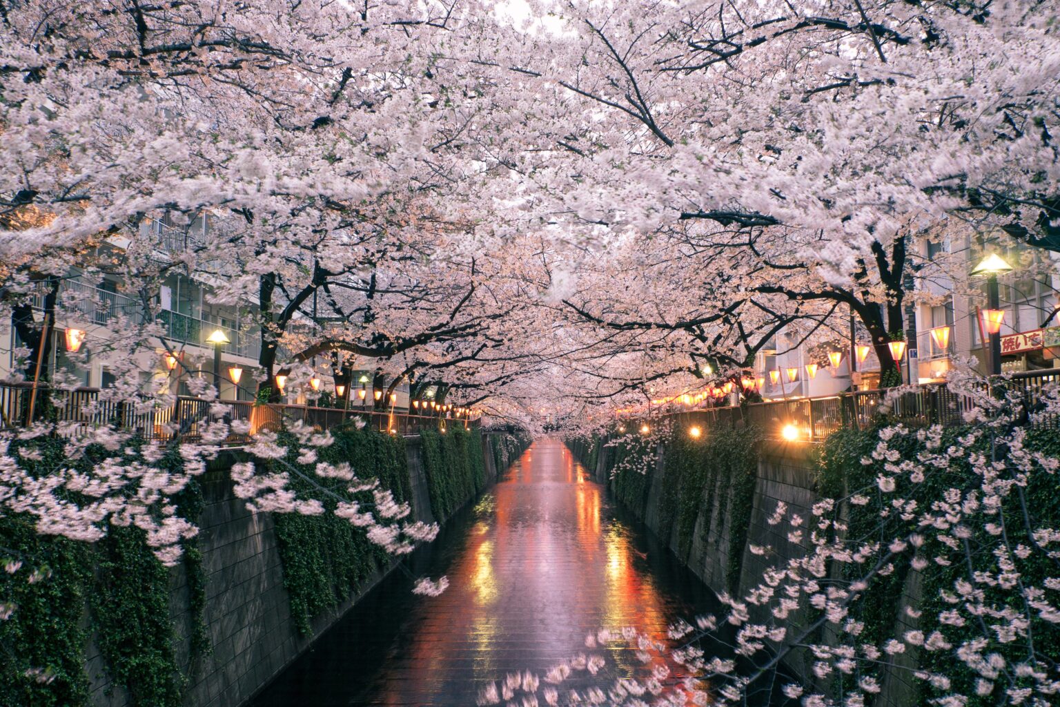 50 Hình nền hoa anh đào đẹp nhất của đất nước Nhật Bản  Bird wallpaper  Spring flowers wallpaper Spring wallpaper