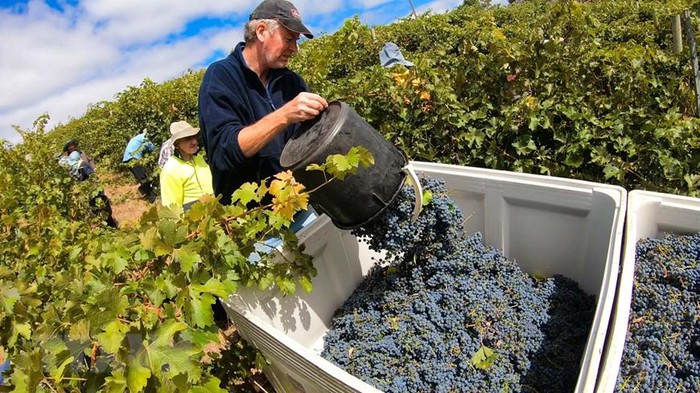 Tìm hiểu về thành phần của quả nho làm rượu vang