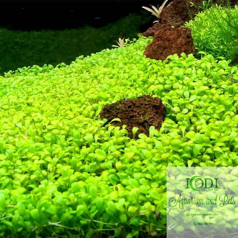 Nên bật đèn liên tục hay ngắt quãng cho hồ thủy sinh  Phụ Kiện Thủy Sinh   Bán Cạn Miền Tây