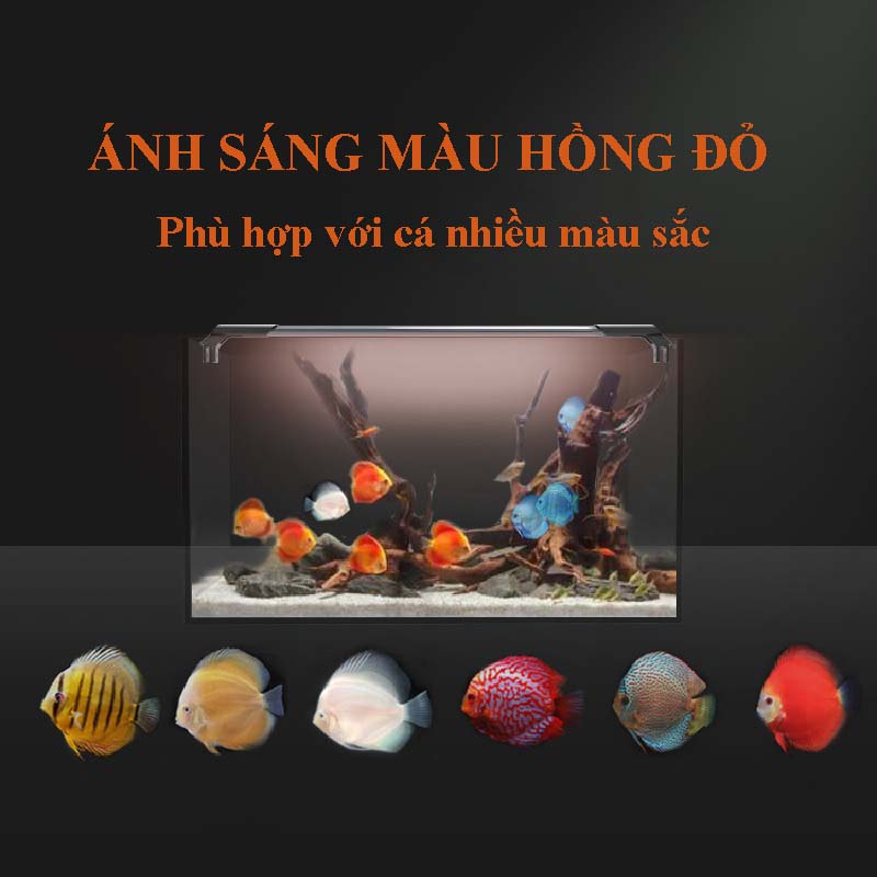 Ánh Sáng Cho Cá Dĩa: Hướng Dẫn Chọn Đèn Phù Hợp Để Cá Lên Màu Đẹp
