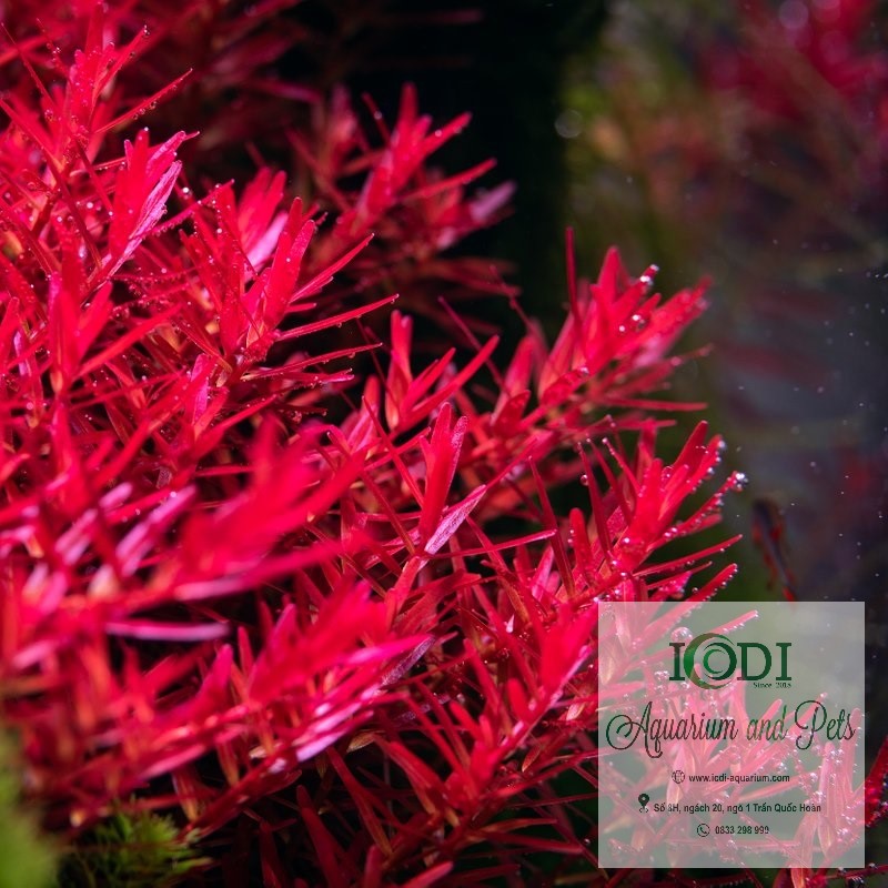 cay-thuy-sinh-vay-oc-do-rotala-super-red