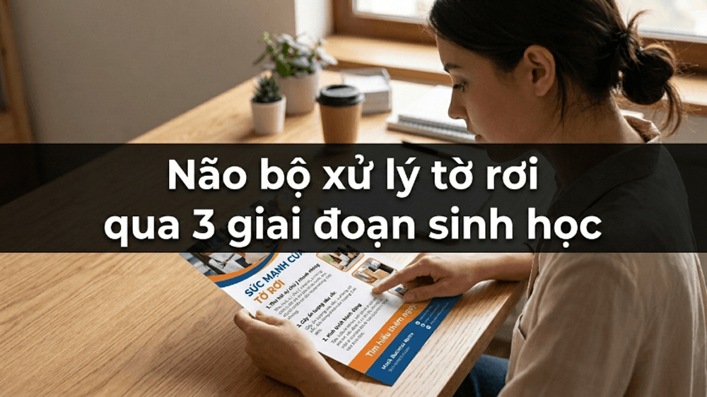 Não Bộ Xử Lý Tờ Rơi Qua 3 Giai Đoạn Sinh Học
