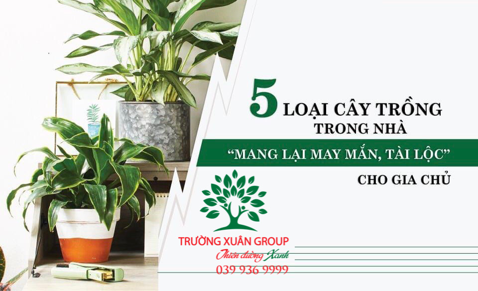 5 loại cây mang lại may mắn, tài lộc cho gia chủ