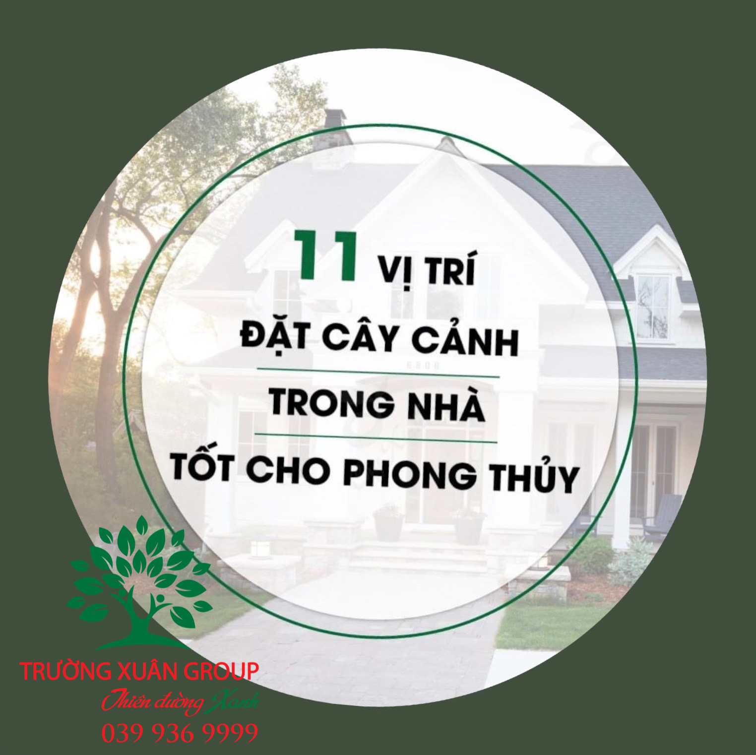 11 VỊ TRÍ ĐẶT CÂY CẢNH TRONG NHÀ TỐT CHO PHONG THỦY