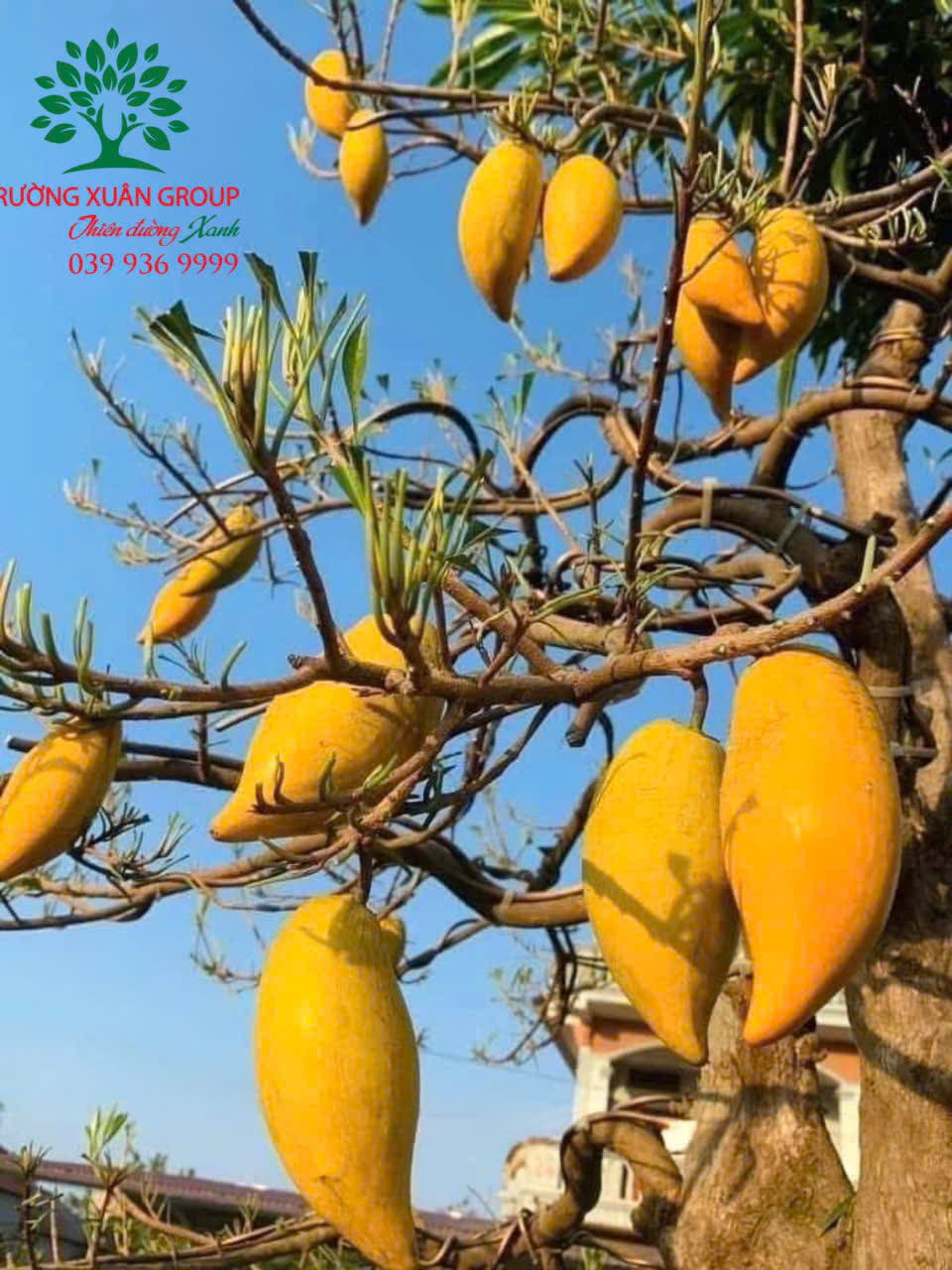 Cây Trứng Gà Phong Thuỷ - Ý Nghĩa, Giá Trị Quả Và Vị Trí Trồng Đón Tài Lộc