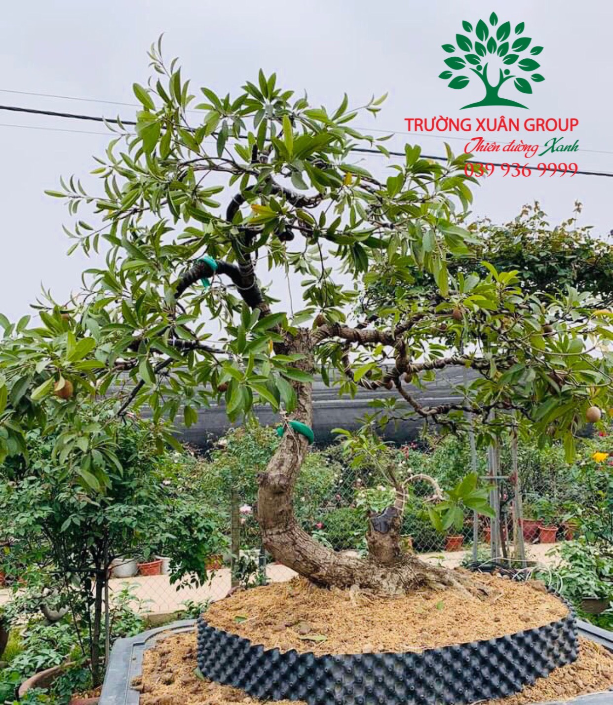 Cây Hồng Xiêm Phong Thuỷ - Thế Cây Đẹp, Dáng Vững, Mang Lại Sung Túc