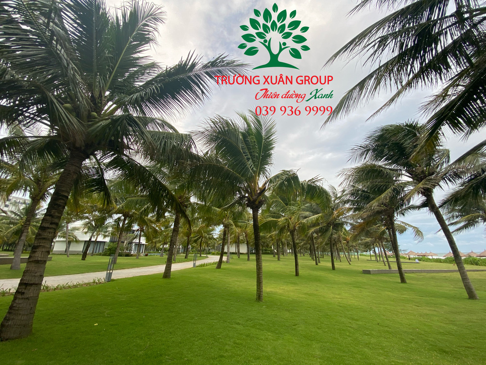 Cây xanh: những lợi ích quý báu cho sức khỏe và cuộc sống