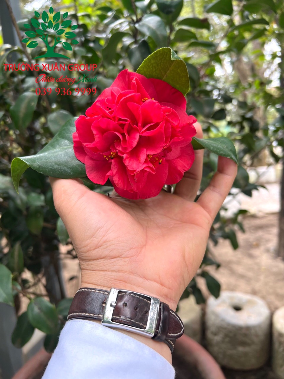 Trà Thâm Hồng Bát Diện – Vẻ Đẹp Sâu Lắng, Bền Bỉ