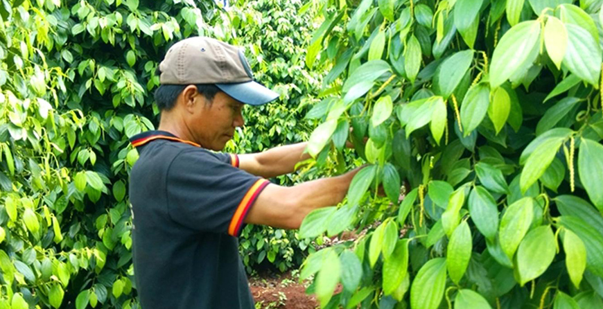 Một số thuốc BVTV nguồn gốc sinh học thế hệ mới