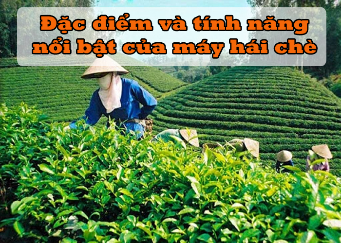 Đặc điểm và tính năng nổi bật của máy hái chè