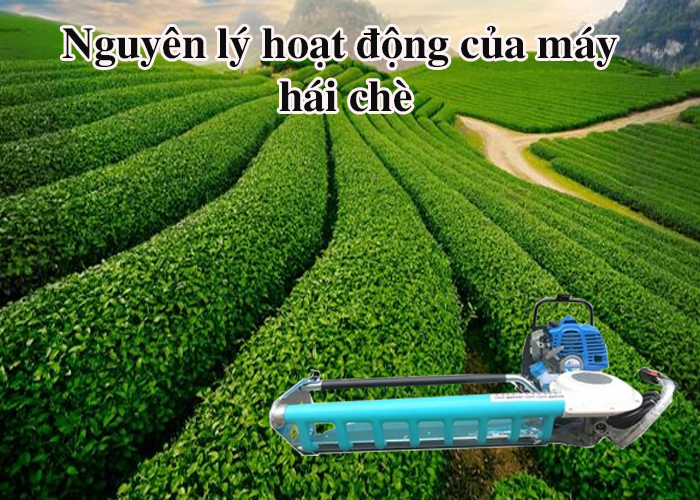 nguyen-ly-hoat-dong-cua-may-hai-che-nhu-the-nao