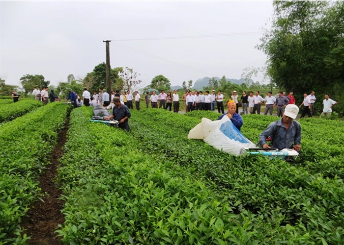 Sử đụng máy hái chè đúng cách