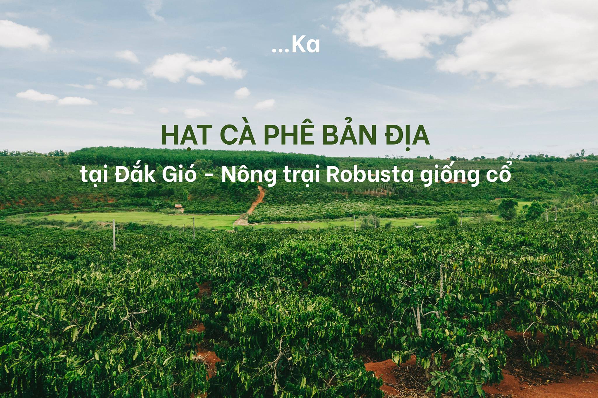 Cafe Robusta Sẻ Cổ tại Việt Nam