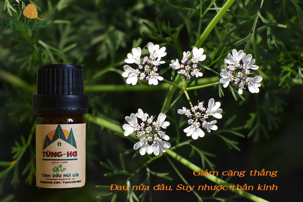 Tinh dầu mùì già