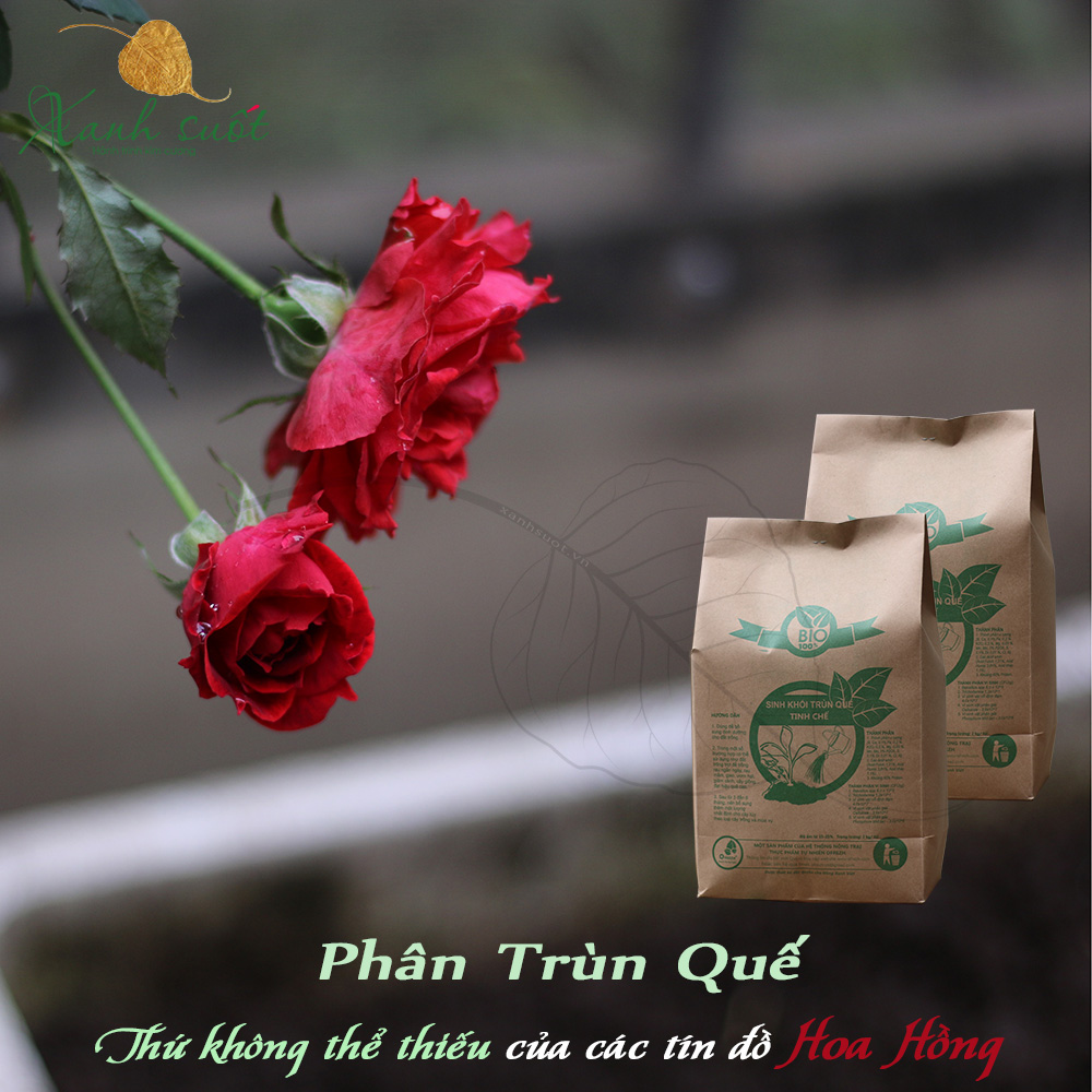 Bón phân cho hoa hồng