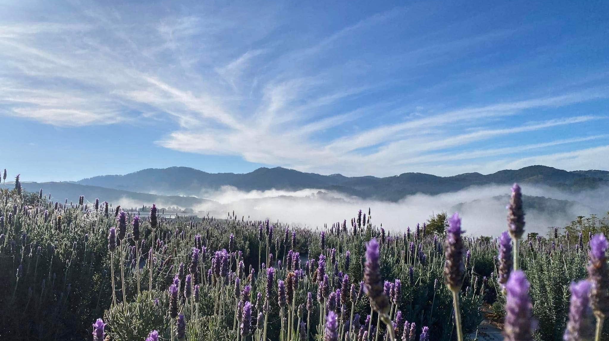 vườn hoa pibo lavender đà lạt tại dar sa