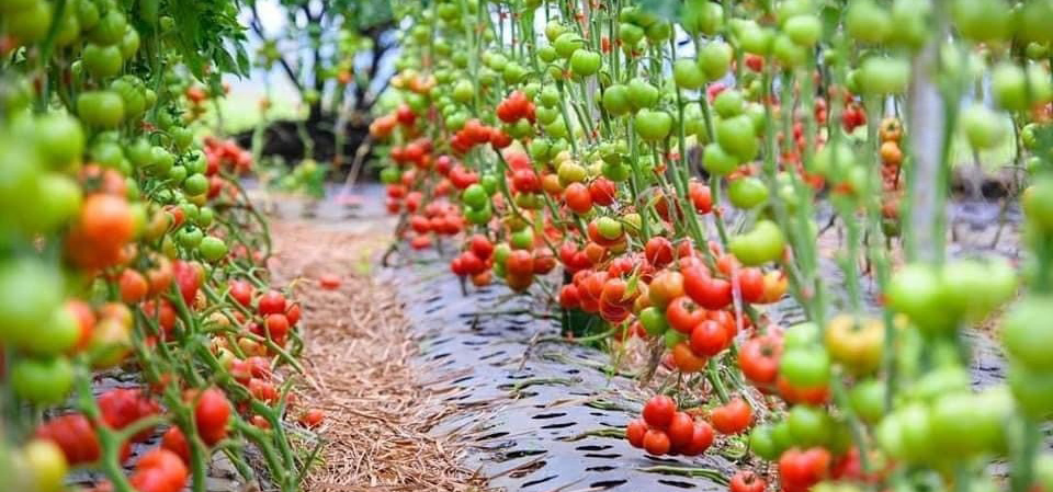 cà chua hữu cơ An Phú Farm làm tương cà