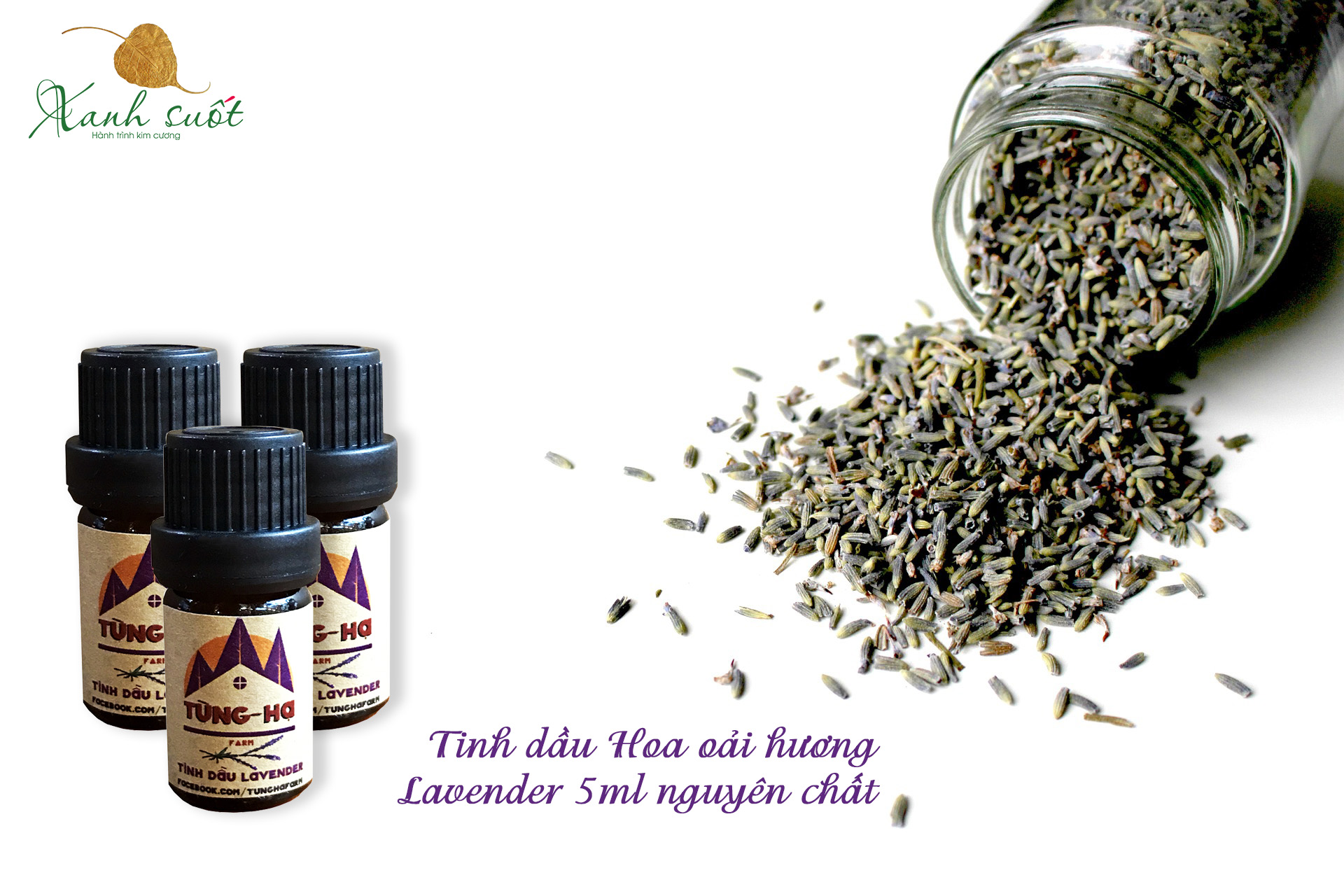 Tinh dầu từ hoa lavender - oải hương nguyên chất 100%