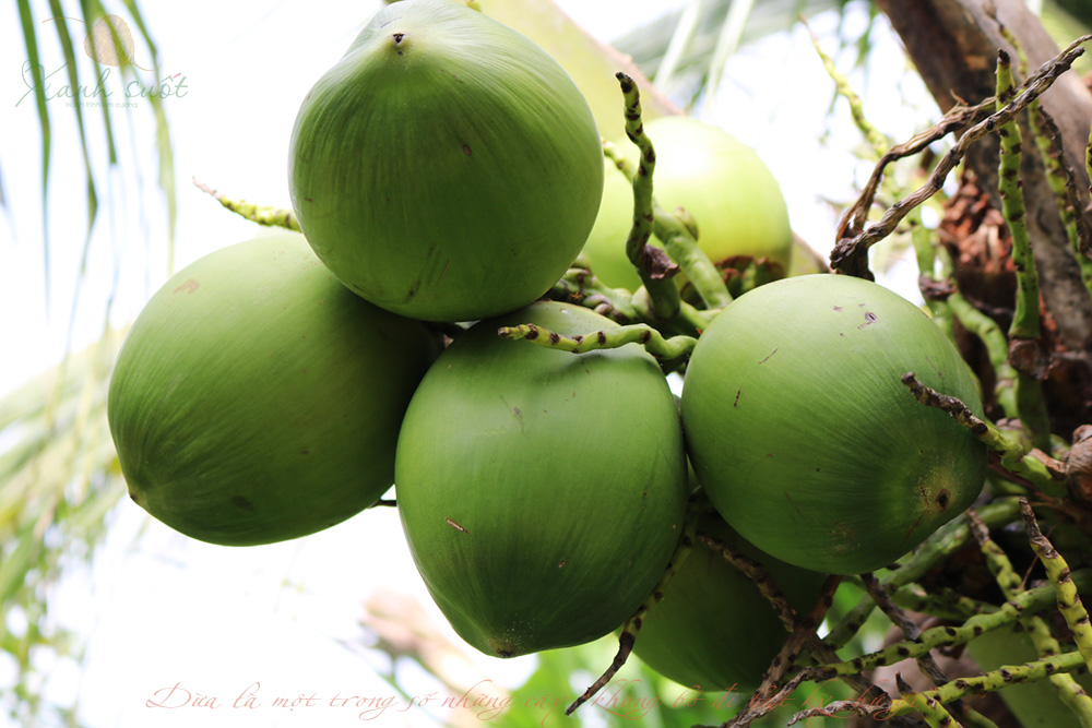 Dừa dùng để làm gì