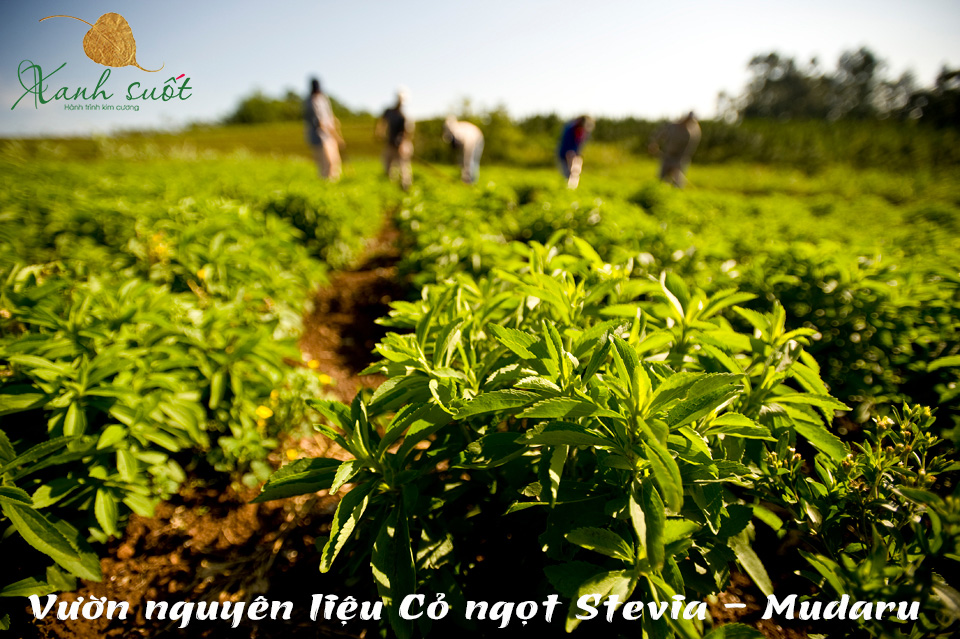 Cỏ ngọt Stevia dùng tốt cho người tiểu đường