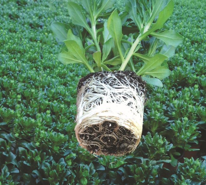 Hinh anh Peatmoss Terraerden