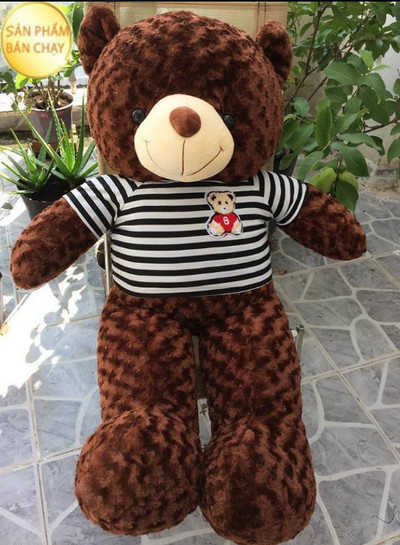GB7 Gấu Teddy