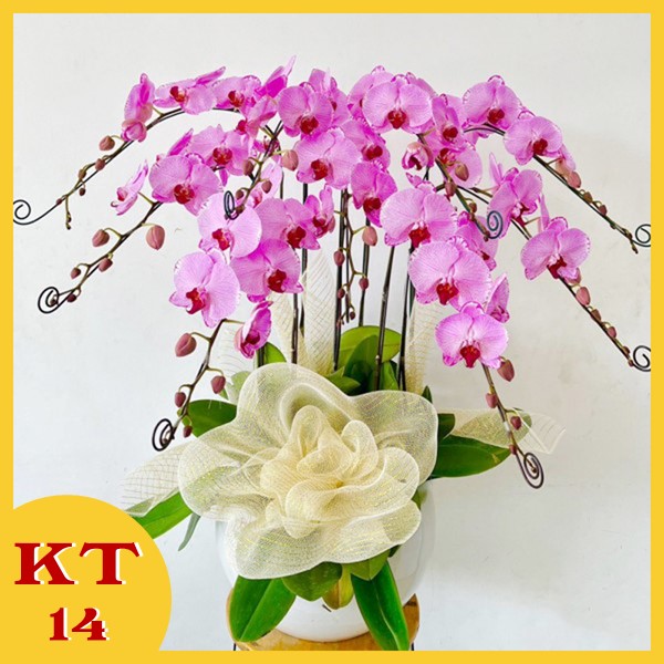 Hoa khai trương KT14