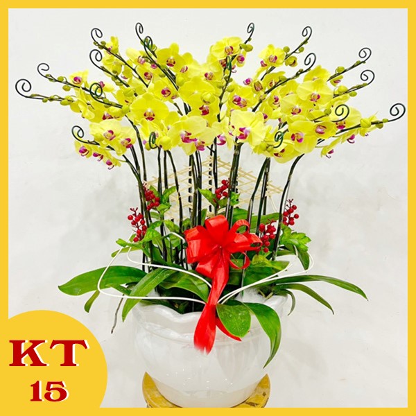 Chậu Lan hồ điệp Vàng 15 cành KT15