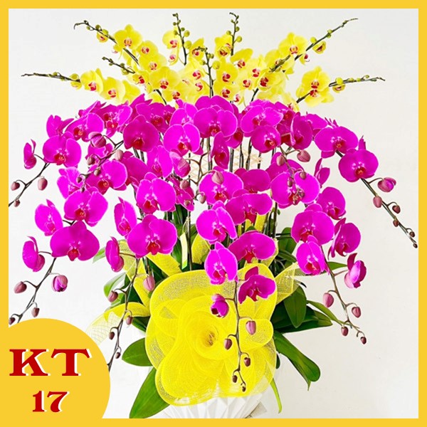 Chậu Lan Hồ điệp 15 cành KT17