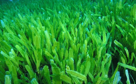 Dùng tảo elken spirulina để chế biến món ăn ngon dễ làm