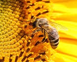 Tìm hiểu công dụng của keo ong