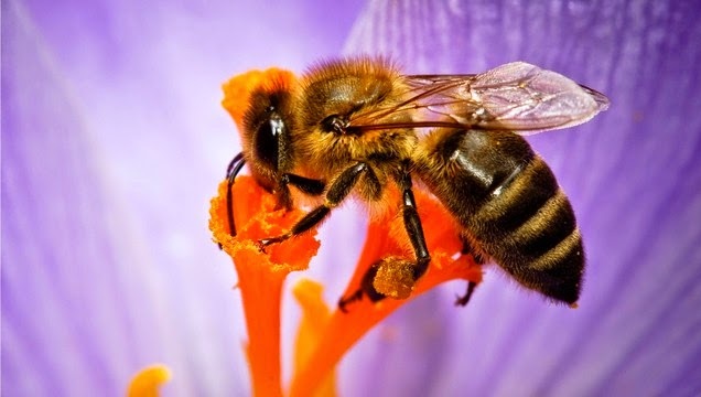 Sử dụng keo ong có tốt không?