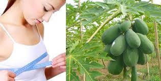 Tăng kích thước vòng 1 nhờ đu đủ