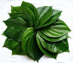 Bài thuốc chữa hôi nách bằng lá lốt