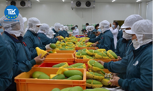 Trình tự kiểm tra an toàn thực phẩm với thực phẩm nhập khẩu từ 26/01/2026