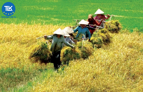 ĐỐI TƯỢNG ĐƯỢC MIỄN THUẾ SỬ DỤNG ĐẤT NÔNG NGHIỆP TỪ NGÀY 01/1/2026