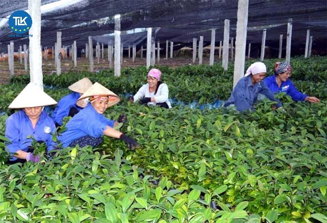 thu-tuc-cap-giay-phep-xuat-khau-nhap-khau-giong-cay-trong-lam-nghiep