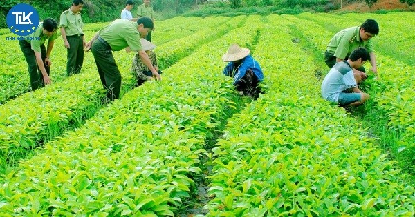 thu-tuc-cap-giay-phep-xuat-khau-nhap-khau-giong-cay-trong-lam-nghiep