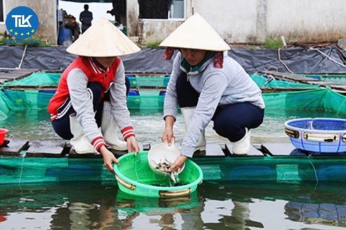 thu-tuc-cap-cap-lai-giay-chung-nhan-co-so-du-dieu-kien-san-xuat-uong-duong-giong-thuy-san-tru-giong-thuy-san-bo-me