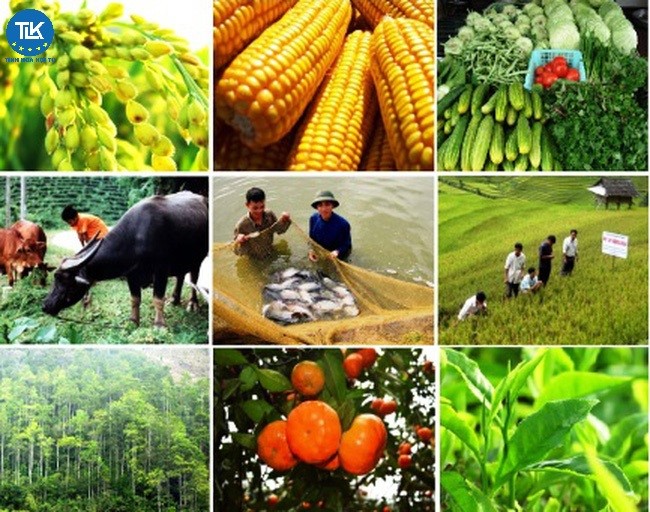 thu-tuc-cong-nhan-cac-tieu-chuan-thuc-hanh-nong-nghiep-tot-khac-gap-khac-cho-ap-dung-de-duoc-huong-chinh-sach-ho-tro-trong-nong-nghiep-lam-nghiep-va-thuy-san