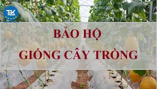 cap-bang-bao-ho-giong-cay-trong