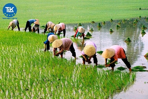 thu-tuc-de-nghi-cong-nhan-cac-tieu-chuan-thuc-hanh-nong-nghiep-tot-khac-gap-khac-cho-ap-dung-de-duoc-huong-chinh-sach-ho-tro-trong-nong-nghiep-lam-nghiep-va-thuy-san