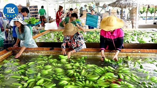 thu-tuc-cap-giay-chung-nhan-co-so-du-dieu-kien-an-toan-thuc-pham-doi-voi-co-so-san-xuat-kinh-doanh-nong-lam-thuy-san