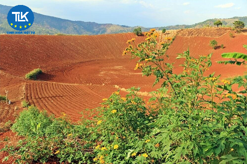 ben-nhan-chuyen-nhuong-thay-doi-gia-tri-chuyen-nhuong-quyen-su-dung-dat-do-dat-giam-gia-sau-khi-ky-hop-dong-thi-xu-ly-the-nao